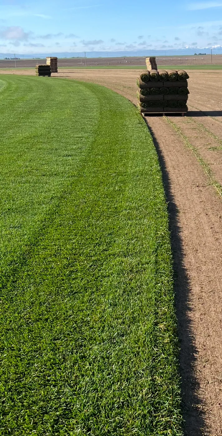 Fresh cut sod rows ready for Utah yards